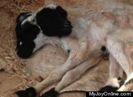 雙頭小羊羔現(xiàn)加納 專家建議分清“主副”頭(圖)