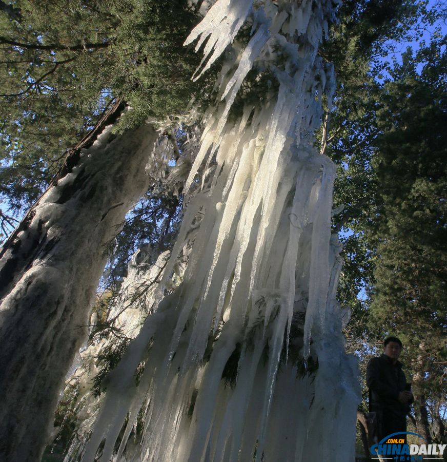 北京氣溫昨驟降 今晨冰掛現(xiàn)枝頭