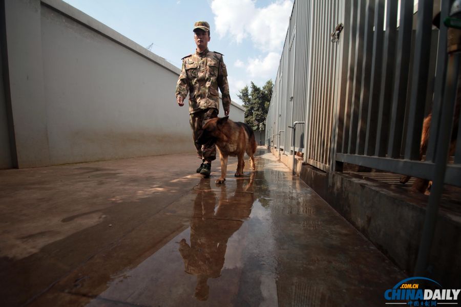 “戰(zhàn)友”的特殊告別：人犬分別的感人瞬間