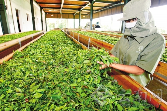 云南春茶量增價漲 茶農(nóng)春茶總收入達25.96億元