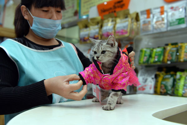 貓經(jīng)濟興起 今天你“吸貓”了嗎？