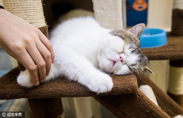 貓經(jīng)濟興起 今天你“吸貓”了嗎？