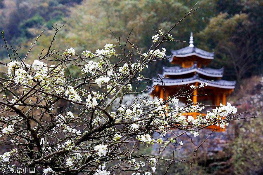 踏青季：春天盛開的9種鮮花 哪一種最美？（組圖）