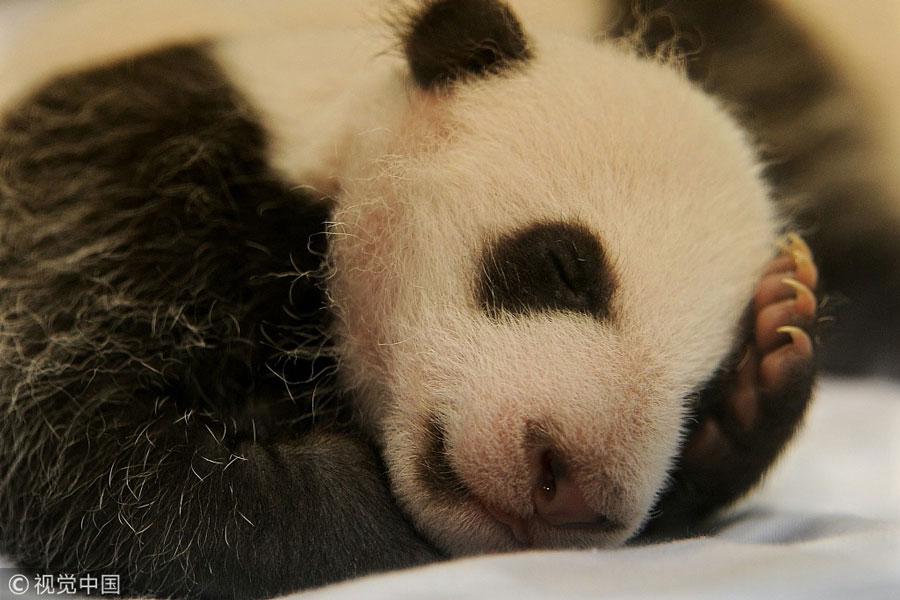 世界睡眠日特輯：小動(dòng)物們的超萌睡姿（組圖）