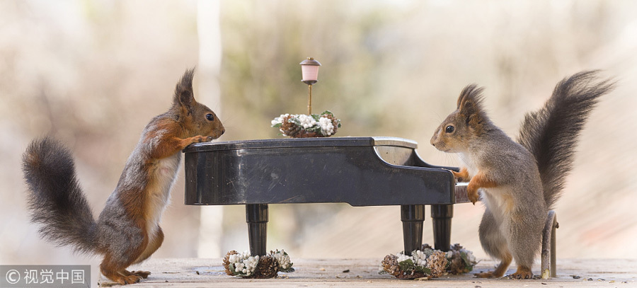 英國王室婚禮在即！看小松鼠演繹“童話婚禮”（組圖）