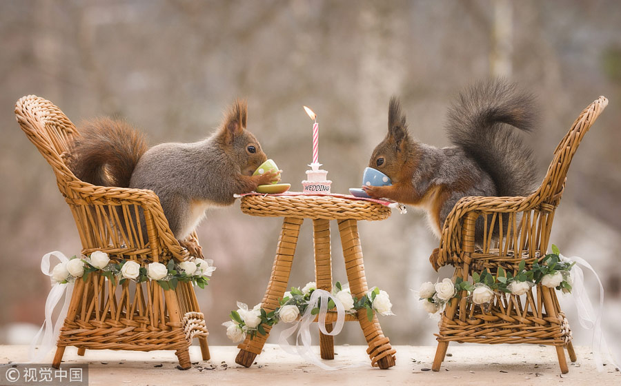 英國王室婚禮在即！看小松鼠演繹“童話婚禮”（組圖）