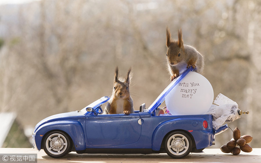 英國王室婚禮在即！看小松鼠演繹“童話婚禮”（組圖）