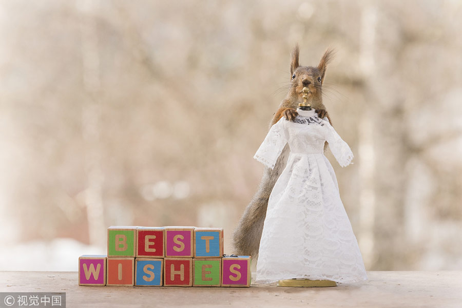 英國王室婚禮在即！看小松鼠演繹“童話婚禮”（組圖）