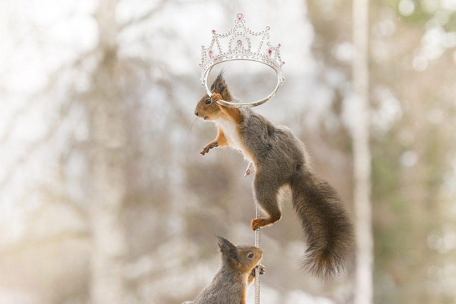 英國王室婚禮在即！看小松鼠演繹“童話婚禮”（組圖）