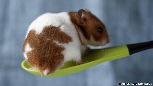Hamster bottoms become a hit<BR>'倉(cāng)屁'寫(xiě)真風(fēng)靡日本(圖)